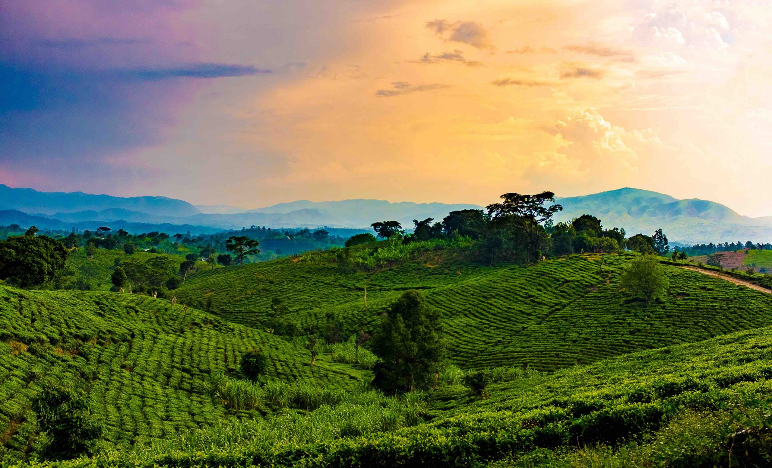 Rwanda green hills landscape — the Land of a Thousand Hills from which the country takes its character